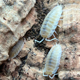 Porcellio Scaber Yellow Snow